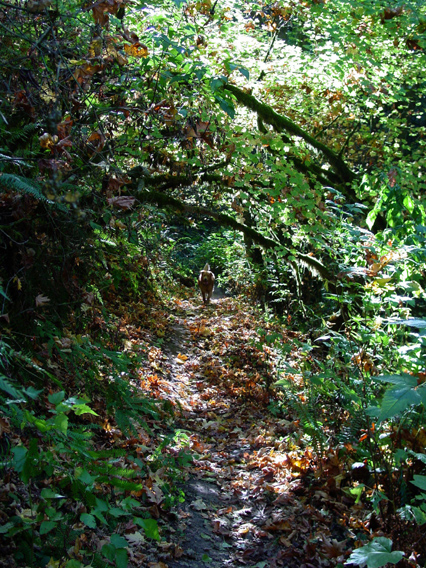 DSC00530