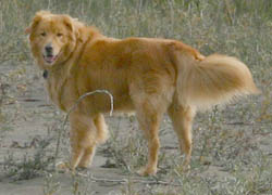 Elvis Sauvie Island