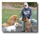 FeedDogs
