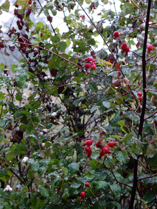 DSC00487