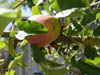 DSC00418