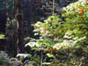 DSC00535